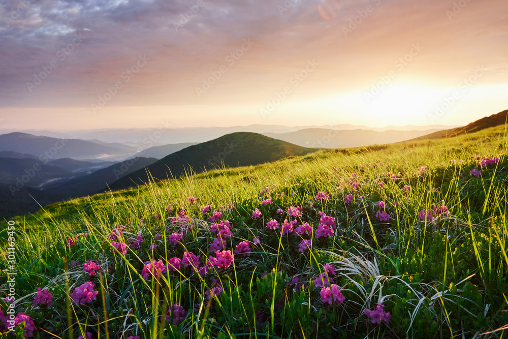 Flowers among the grass. Majestic Carpathian mountains. Beautiful landscape. Breathtaking view
