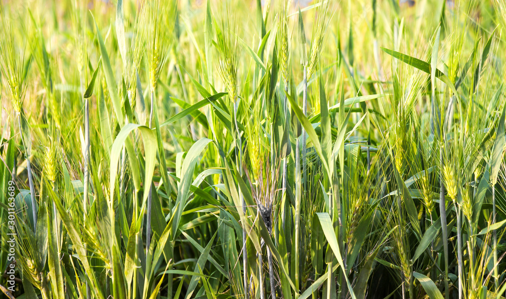 Obraz premium Nature background of green barley field