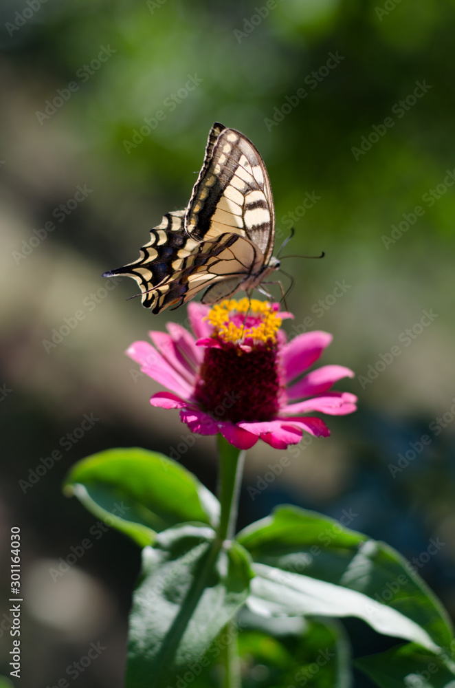 Butterfly with open wings perched on a flower in the garden. Closeup nature summer view with blurred background. Natural landscape, ecology concept.