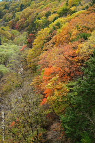 川俣川渓谷の紅葉