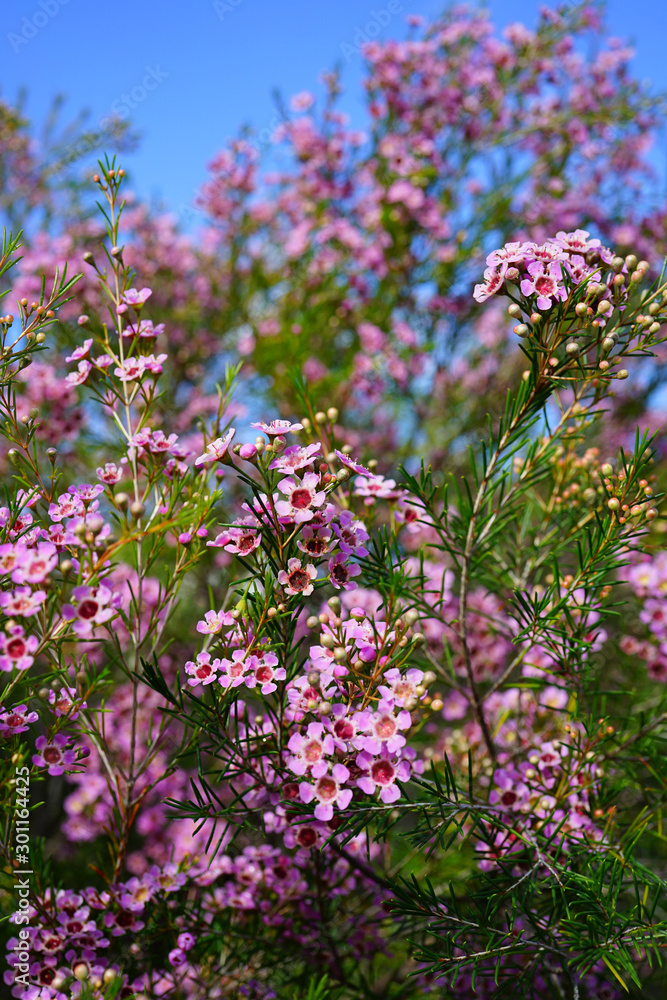 Obraz premium Pink waxflowers (Chamelaucium) growing on a shrub