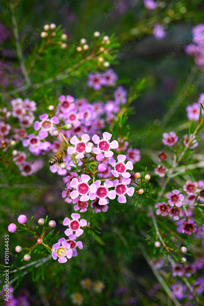 Pink waxflowers (Chamelaucium) growing on a shrub