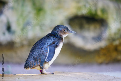 View of a little penguin (eudyptula minor) in Perth, Western Australia