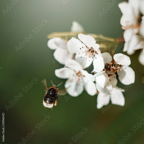 Little bee pollinate an apple tree flower