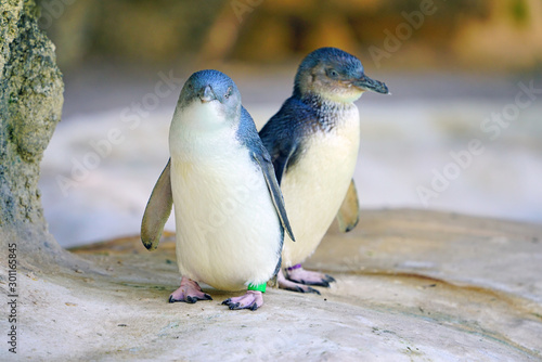 View of a little penguin (eudyptula minor) in Perth, Western Australia