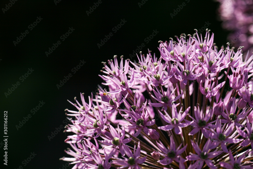 Details of blooming blossoms of a garden leek (Allium) Details of blooming blossoms of a garden leek (Allium)