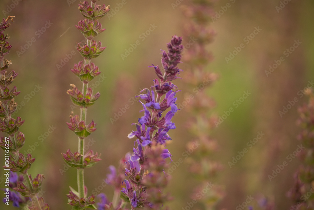 Obraz premium Lavender