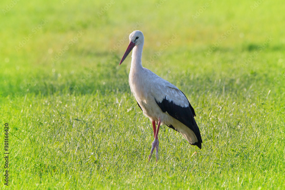 Fototapeta premium Stork on a green pace
