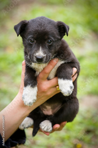 Homeless dog looking for a home. The problem of homeless animals. puppy on the hands of a veterinarian.