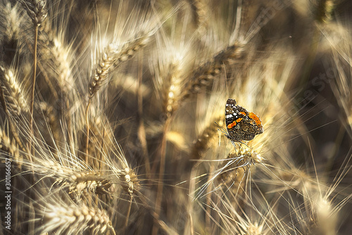 Butterfly on a golden field of wheat