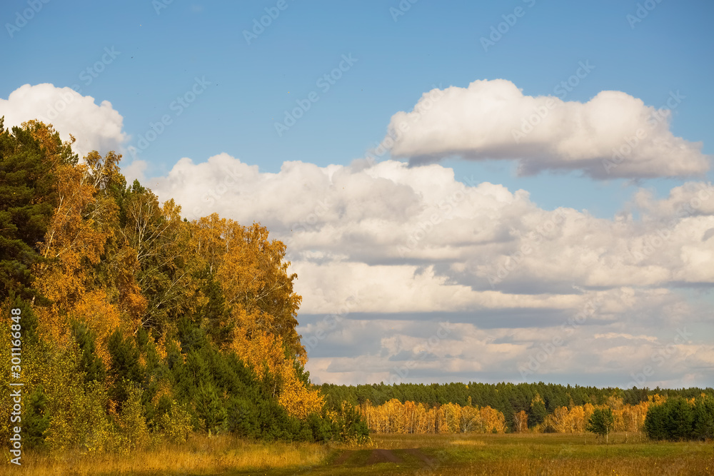  Beautiful autumn landscape with yellow trees and blue sky with clouds.