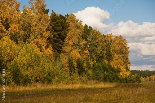  Autumn landscape with yellow trees.