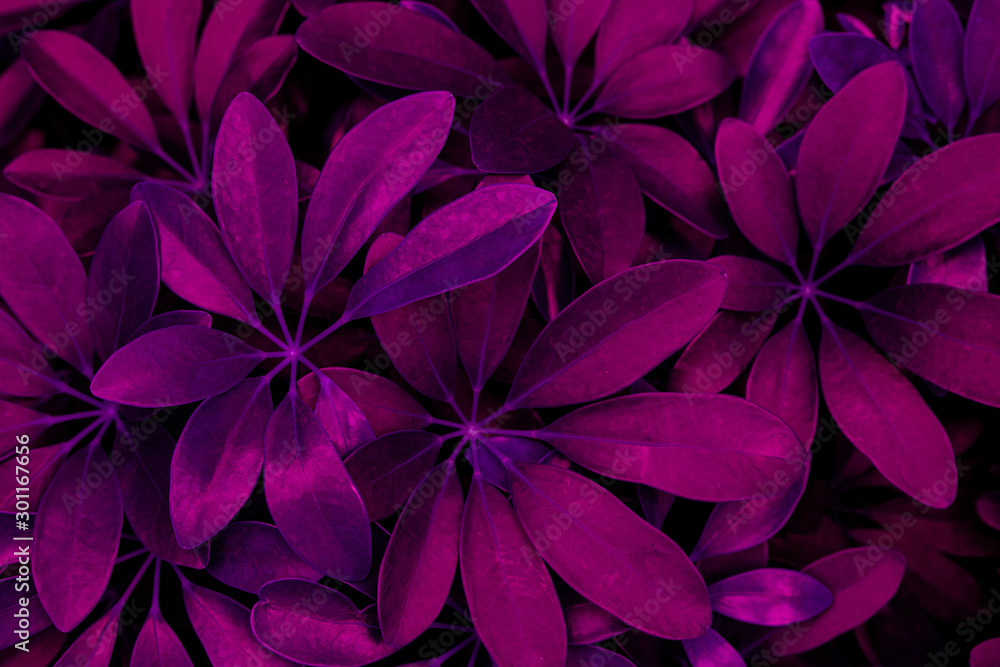 abstract purple leaf texture, nature background, dark tone - obrazy, fototapety, plakaty 