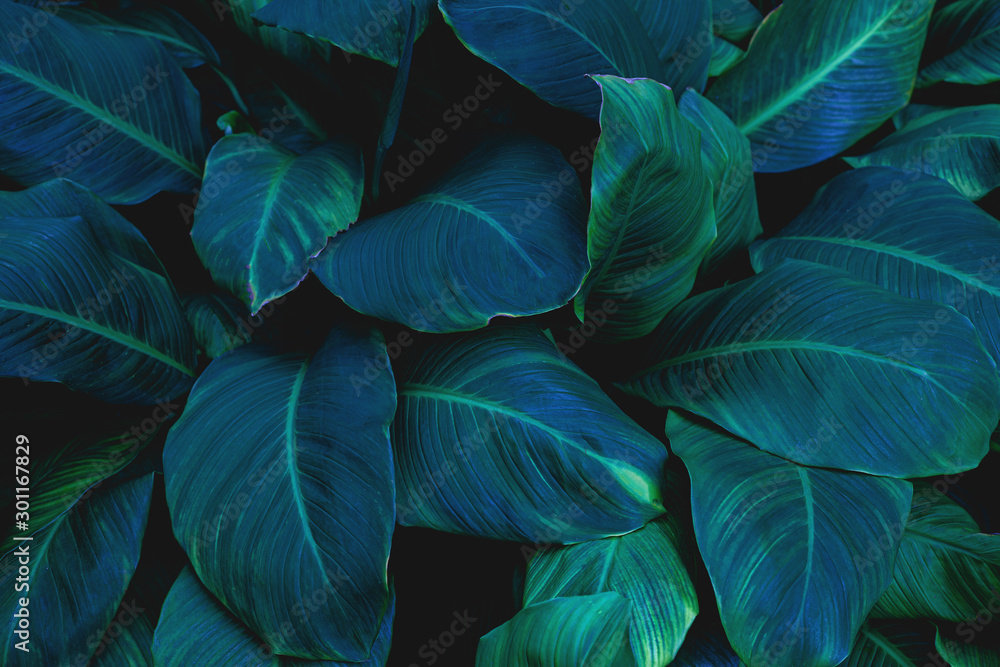 leaves of Spathiphyllum cannifolium, abstract green texture, nature background, tropical leaf leaves of Spathiphyllum cannifolium, abstract green texture, nature background, tropical leaf