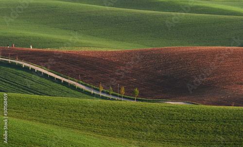 Line of fresh trees on the green agriciltural fields at daytime