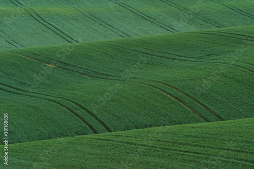Green agricultural fields of Moravia at daytime. Nice weather © standret