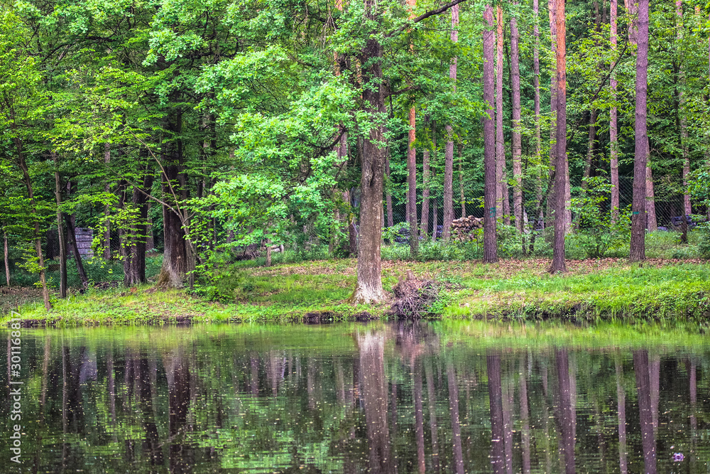 Lake, reflection of trees in a forest lake
