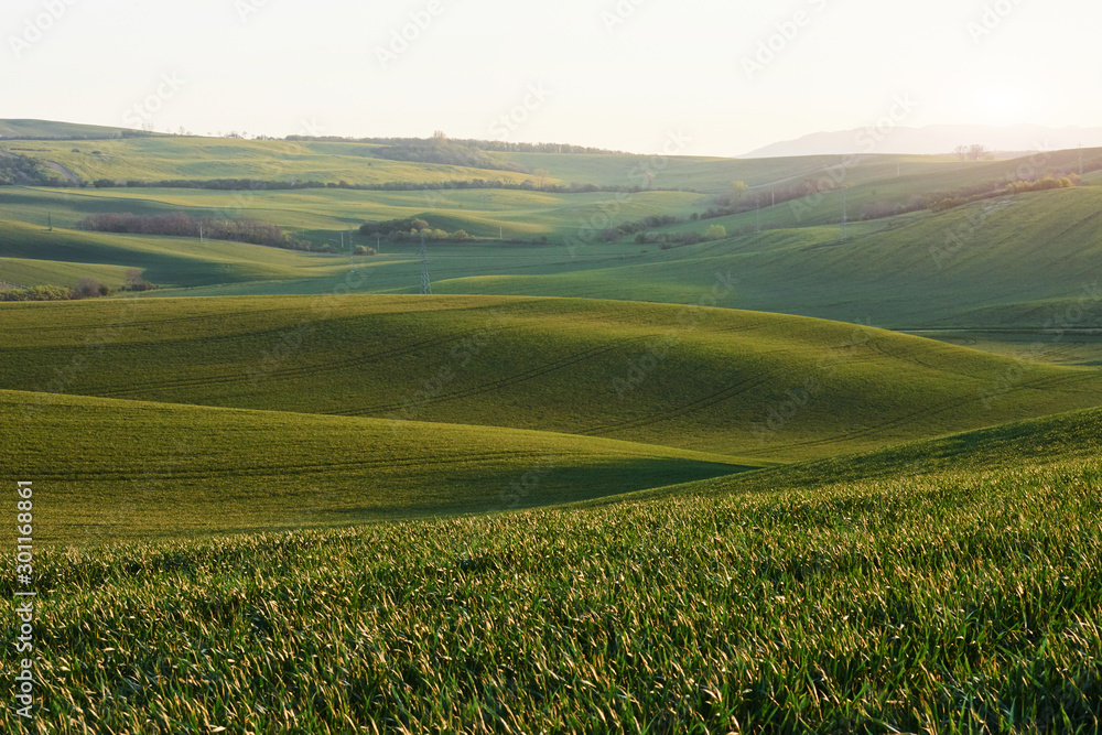 Beautiful meadow. Green agricultural fields of Moravia at daytime. Nice weather
