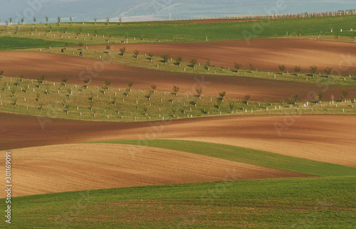 Beautiful nature. Line of fresh trees on the green agriciltural fields at daytime photo