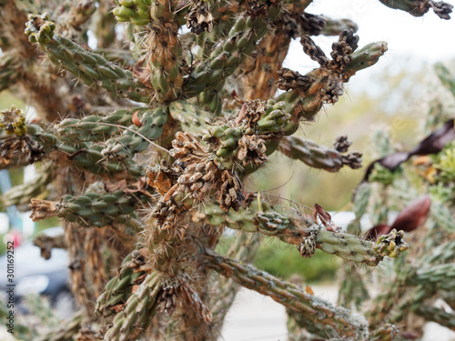 Cylindrical stems with spines and tubercles of Whipple cholla or Cylindropuntia whipplei photo