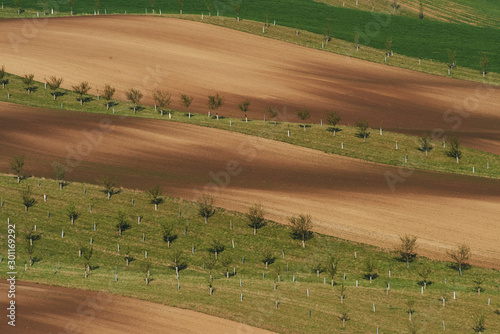 Beautiful nature. Line of fresh trees on the green agriciltural fields at daytime