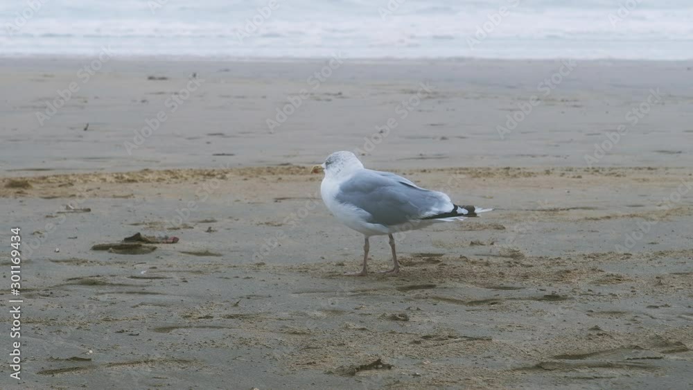 Funny seagull bird walking on windy Nord sea coast. Slowmotion Funny seagull bird walking on windy Nord sea coast. Slowmotion