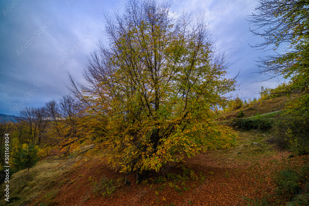 Fototapeta premium Beautiful Autumn Landscape on a November Day.