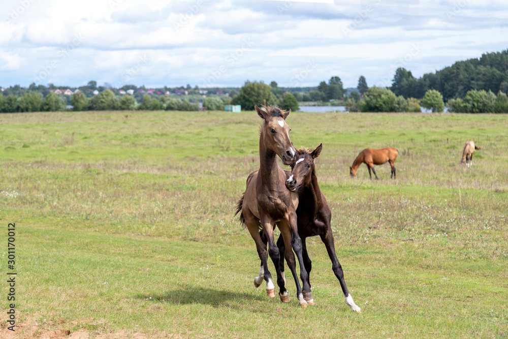 Playing Akhal-teke foals chasing each other2 Playing Akhal-teke foals chasing each other2
