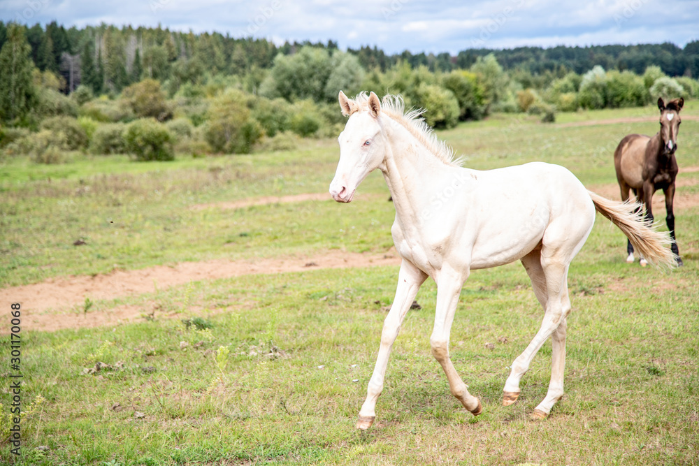 Running cremello Akhal-teke foal in the meadow Running cremello Akhal-teke foal in the meadow