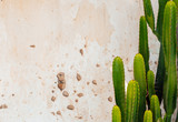 Cactus on old wall background 