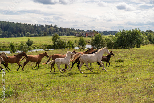 Running Akhal-teke herd in the summer