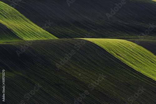 Rural scene. Green agricultural fields of Moravia at daytime. Nice weather © standret