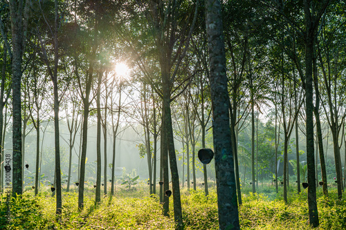 A tree that produces the latex from which rubber is manufactured, Rubber tree plantation investments, New investment strategies in “white gold”