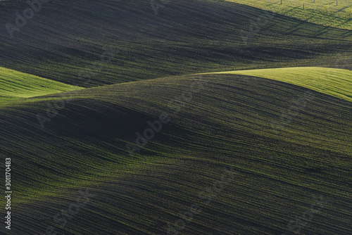 Rural scene. Green agricultural fields of Moravia at daytime. Nice weather