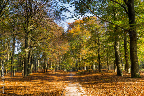 Autumn colors in Nature reserve Planken Wambuis at the Veluwe in Gelderland in the Netherlands photo