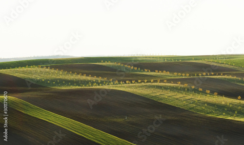 Line of fresh trees on the green agriciltural fields at daytime