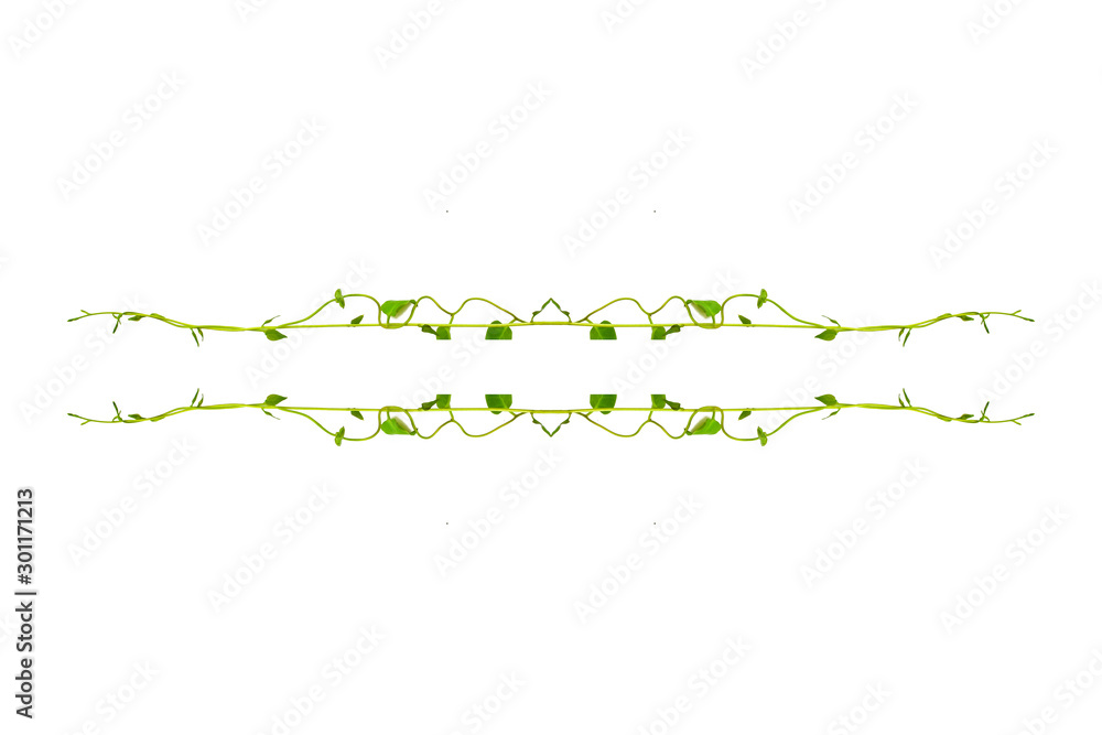 Bush grape or three-leaved wild vine cayratia (Cayratia trifolia) liana ivy plant bush, nature frame jungle border isolated on white background, clipping path included Bush grape or three-leaved wild vine cayratia (Cayratia trifolia) liana ivy plant bush, nature frame jungle border isolated on white background, clipping path included