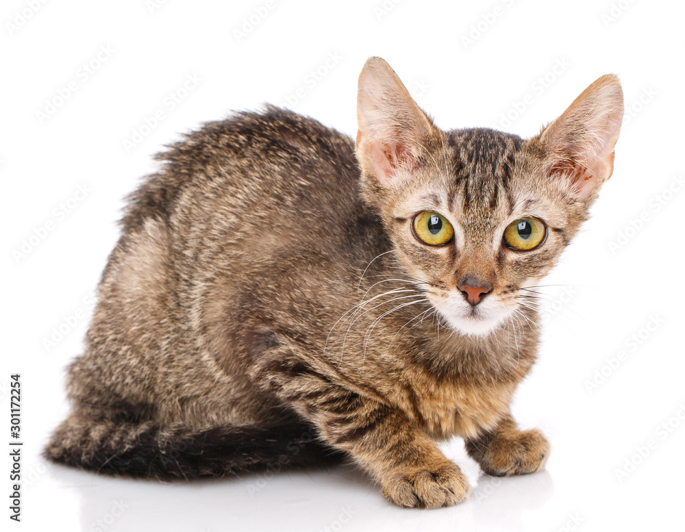 Cat, pet, and cute concept - brown kitten on a white background.