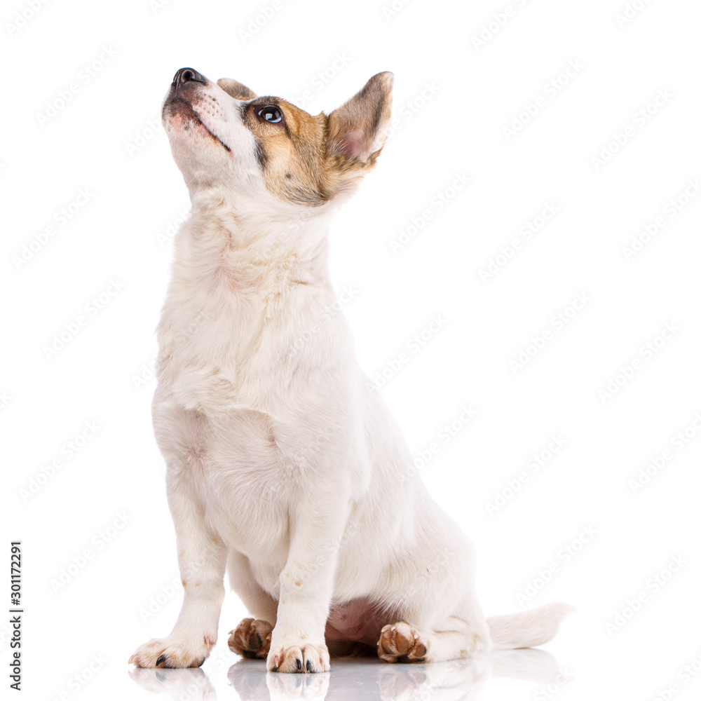 Obraz premium The cute little dog lifted his head up