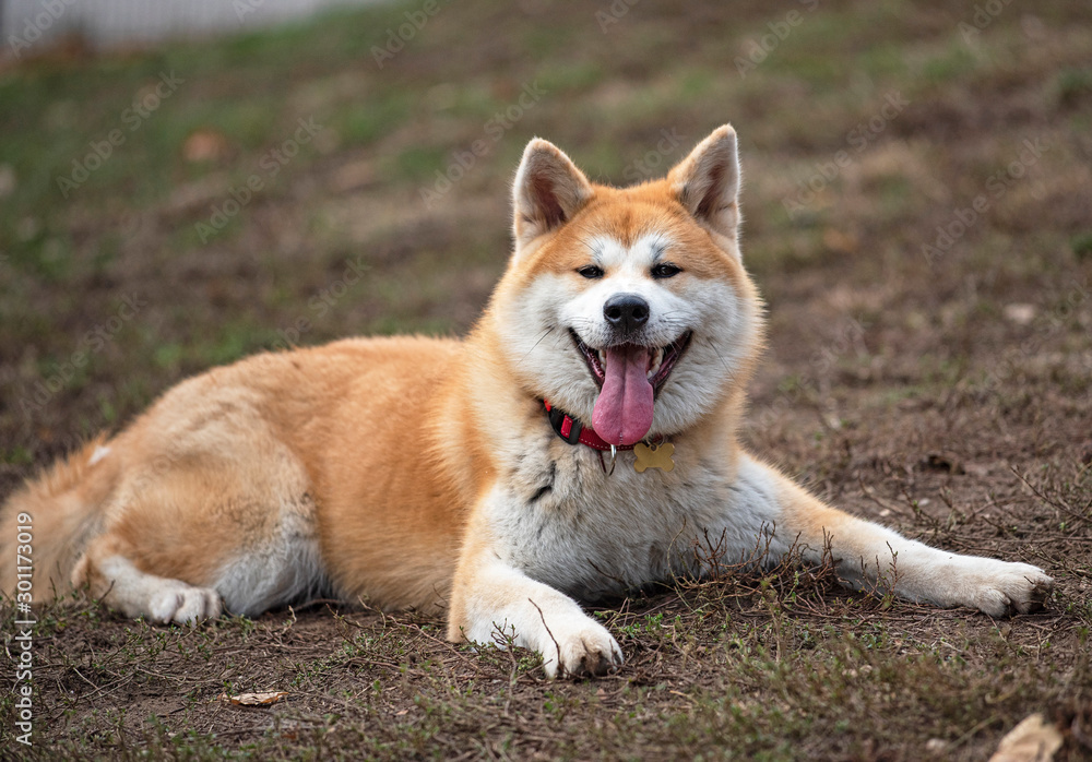 Nice akita dog in the park