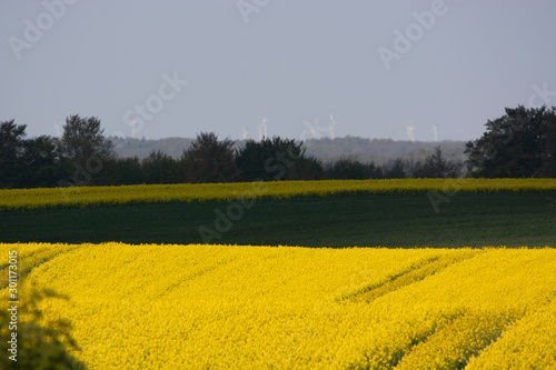 yellow rape fields © ezp