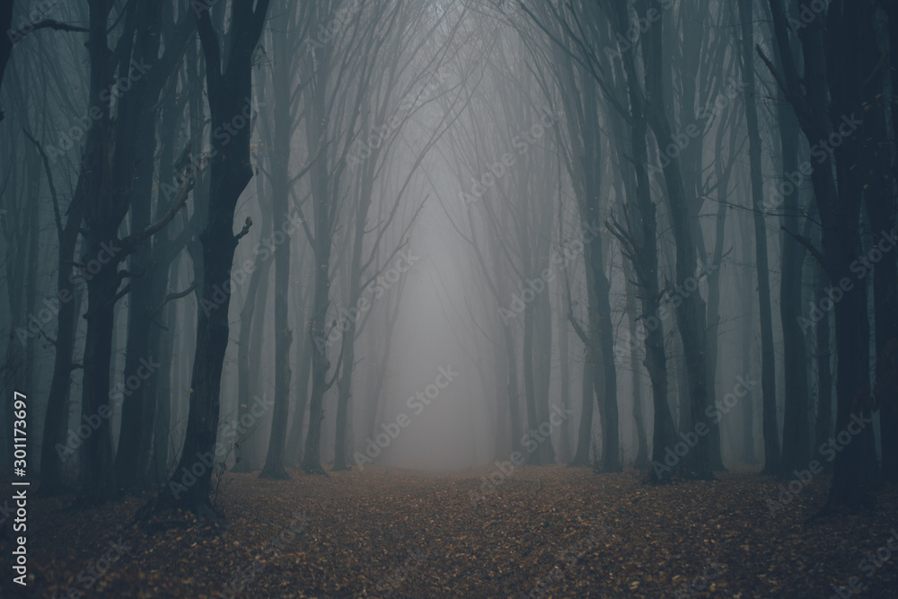 Fototapeta premium Las we mgle z mgłą. Bajki strasznie wyglądające lasy w mglisty dzień. Zimny mglisty poranek w lesie grozy z drzewami