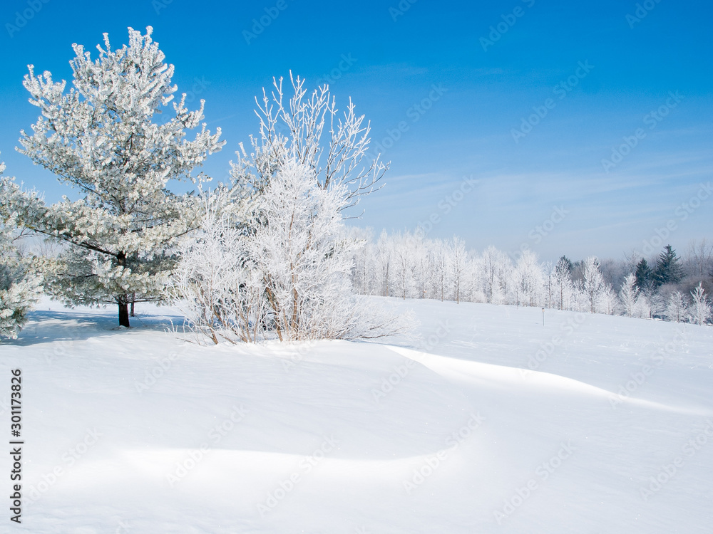 Hoar Frost covers a line of trees across a snowy field under a blue sky Hoar Frost covers a line of trees across a snowy field under a blue sky