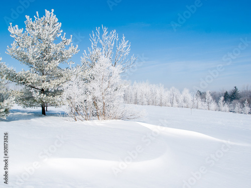 Hoar Frost covers a line of trees across a snowy field under a blue sky