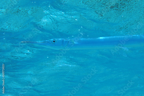 Hound needlefish photo