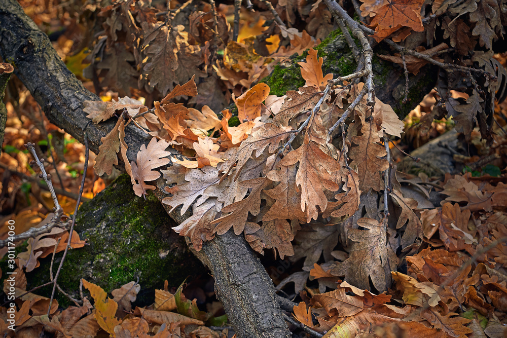 autumn leaf bright colors background autumn leaf bright colors background