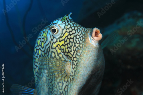 Honeycomb cowfish