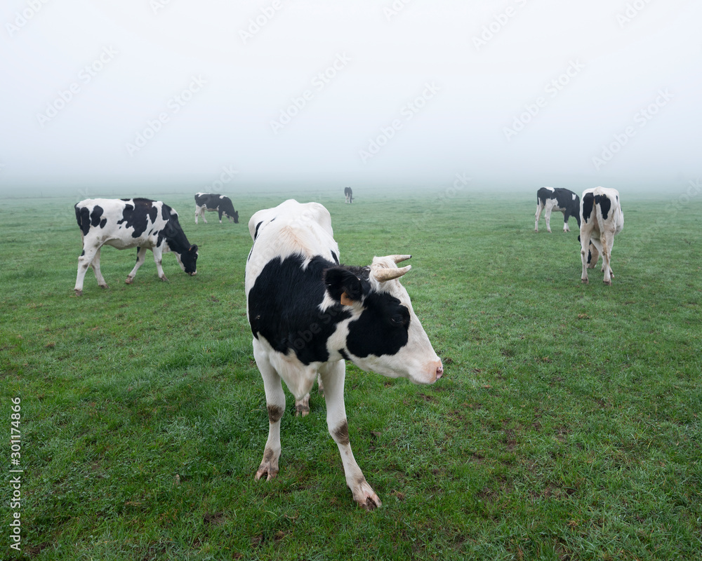 young black and white cows in green misty meadow young black and white cows in green misty meadow