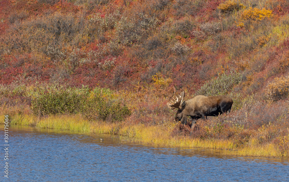 Alaska Yukon Bull Moose in Autumn in Denali National Park Alaska Yukon Bull Moose in Autumn in Denali National Park