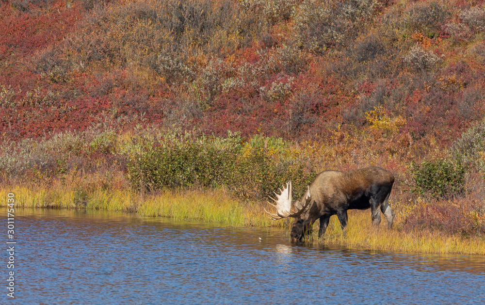 Alaska Yukon Bull Moose in Autumn in Denali National Park Alaska Yukon Bull Moose in Autumn in Denali National Park